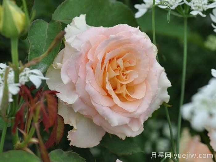 乌列天使神之焰月季/神之焰(图2)