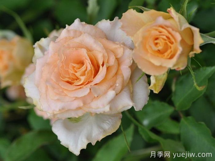 乌列天使神之焰月季/神之焰(图3)