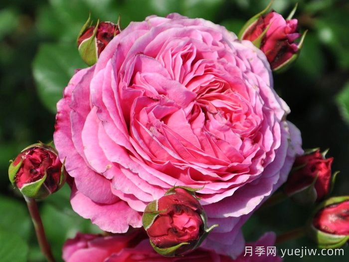 神仆天使阿比迪月季/阿比迪(图1)