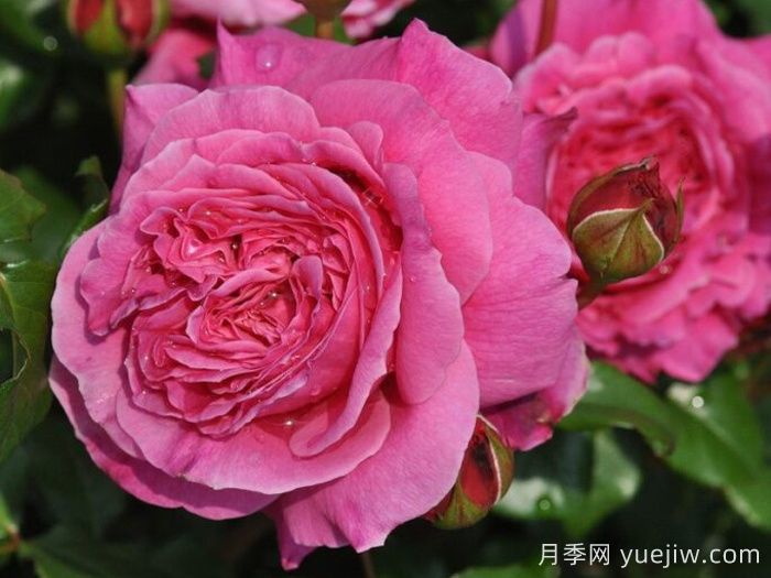 神仆天使阿比迪月季/阿比迪(图2)