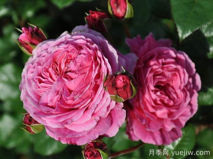 神仆天使阿比迪月季/阿比迪(图4)