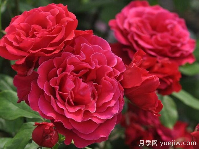米迦勒大天使月季/天使长月季(图2)