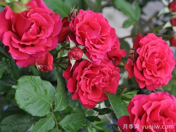 米迦勒大天使月季/天使长月季(图4)