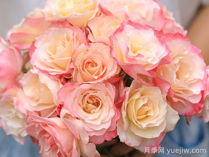 六翼天使炽天使月季/炽天使(图4)