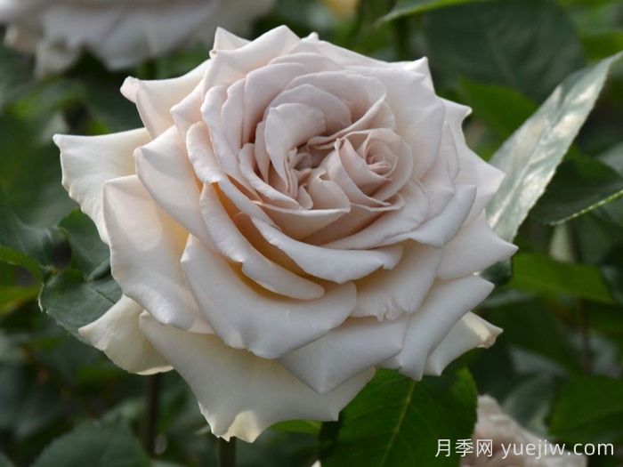 第九天使光之翼月季/翼天使(图2)