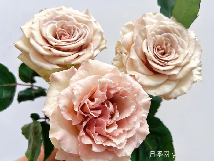 第九天使光之翼月季/翼天使(图3)