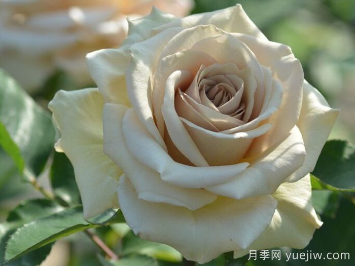 第九天使光之翼月季/翼天使(图4)