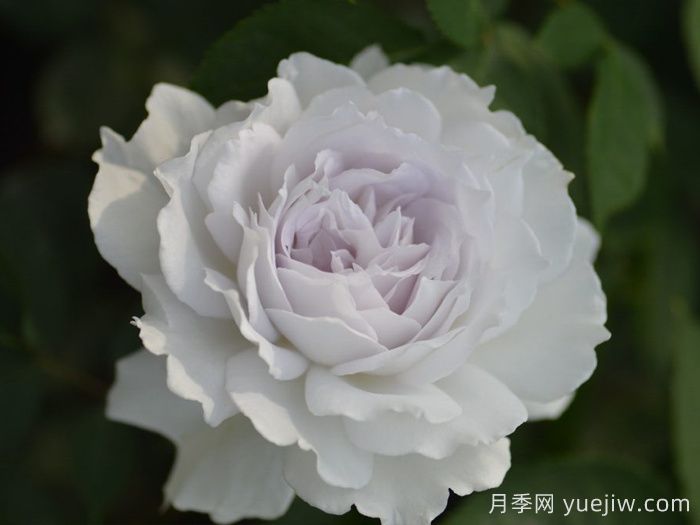 加百列大天使月季/加百列月季(图3)