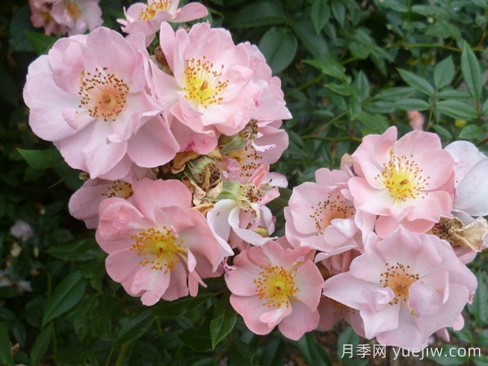自由飞翔月季/珊瑚海月季(图2)