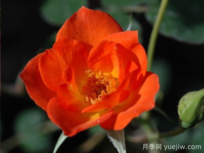 热烈欢迎月季(图1)