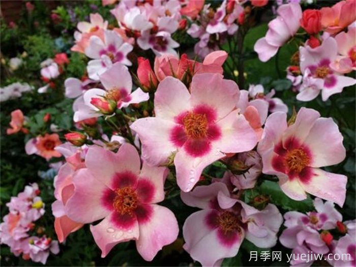 微笑的眼睛月季(图2)