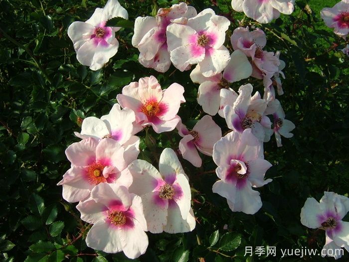 微笑的眼睛月季(图3)