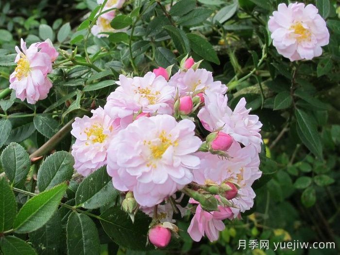 小漫步者月季/宝贝蔓枝/新秀蔓枝(图2)