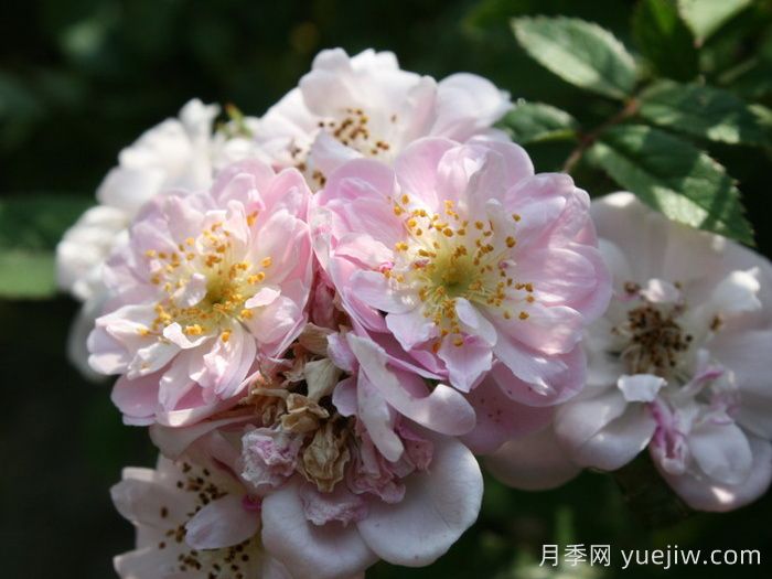 小漫步者月季/宝贝蔓枝/新秀蔓枝(图3)