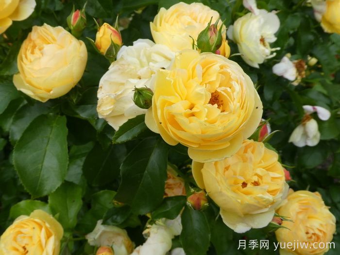 黄金城堡月季/舍韦尼城堡月季(图5)