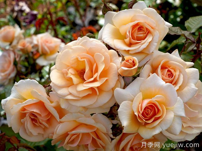 英国皇家园艺学会年度月季(RHS ROTY)(图1)
