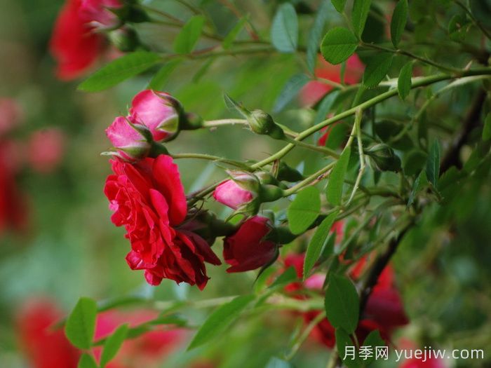 火之吻月季(图2)