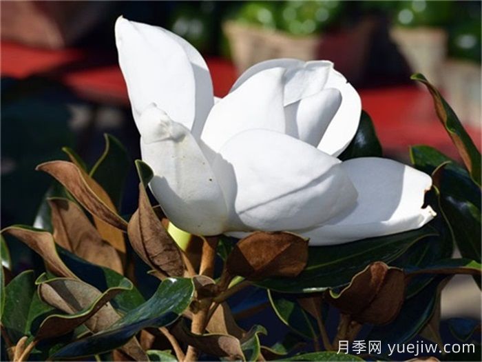 广玉兰(图3)