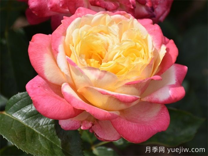 月季百科：科德斯庆典月季(图1)