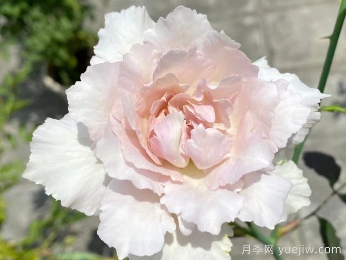 莎菲天使月季(图1)
