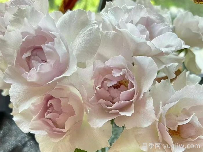 莎菲天使月季(图2)