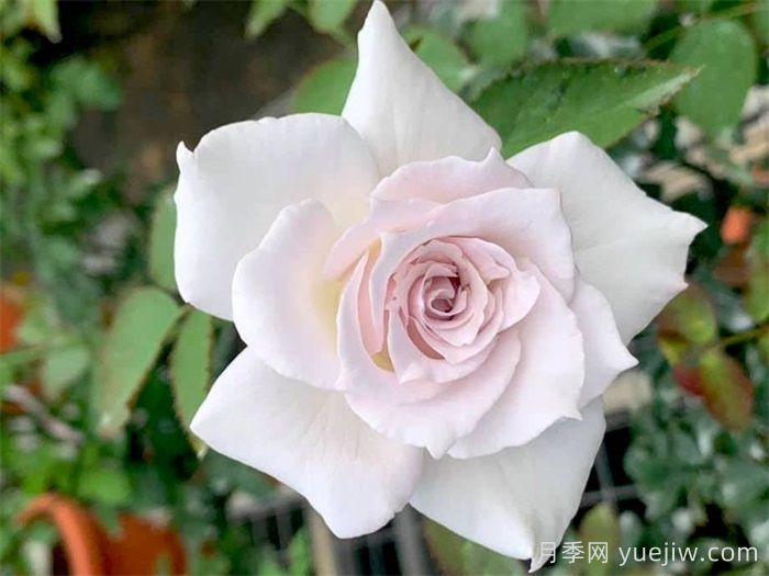 莎菲天使月季(图3)