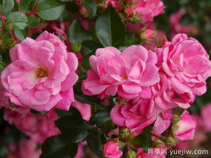 梅郎珍珠月季/梅朗珍珠(图4)