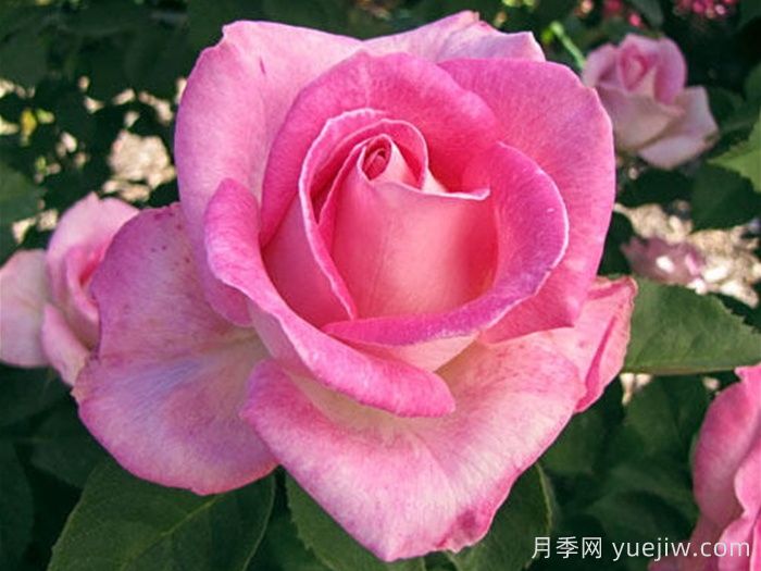 粉色庆典月季(图1)