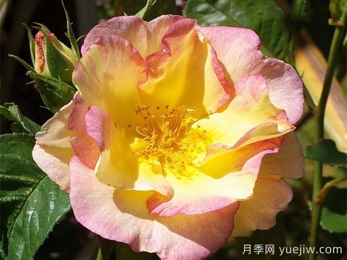 香味花园(图1)
