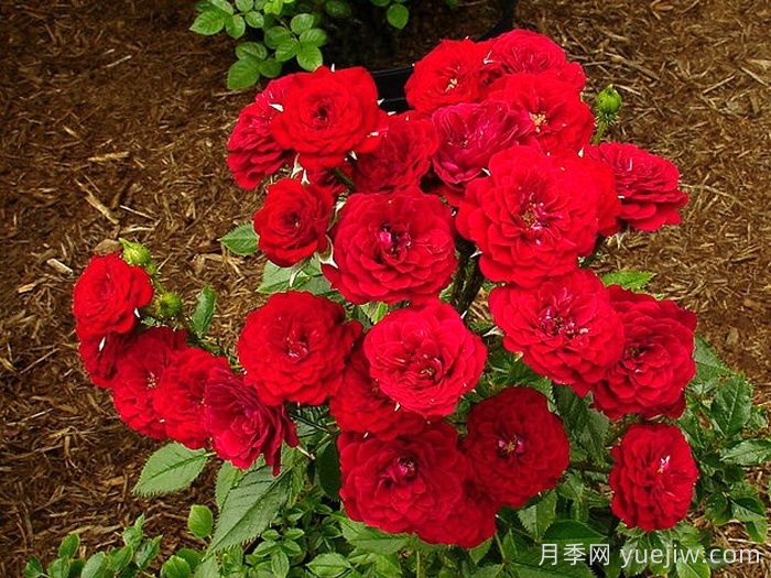无条件的爱月季(图2)