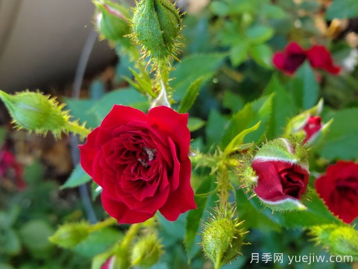 无条件的爱月季(图3)
