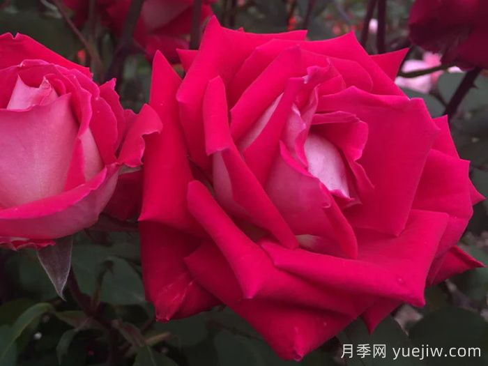 爱月季(图2)