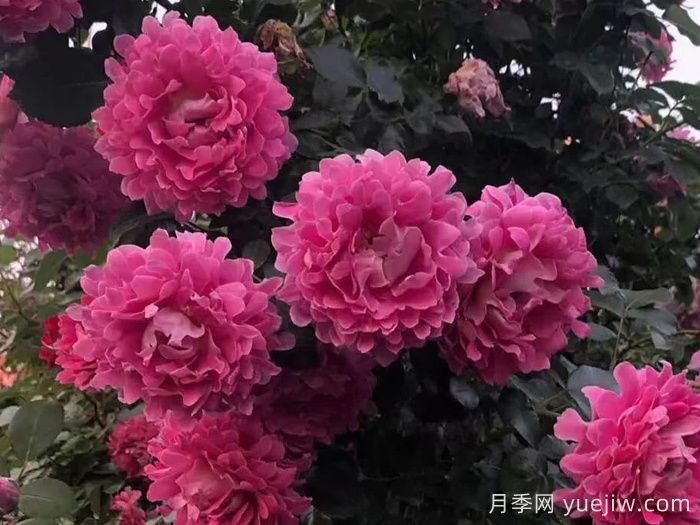 梦幻褶边月季/梦幻波浪(图4)