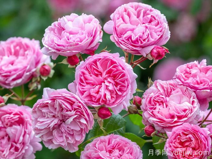 佩内洛普莱夫利月季/佩内洛普莱弗利(图2)