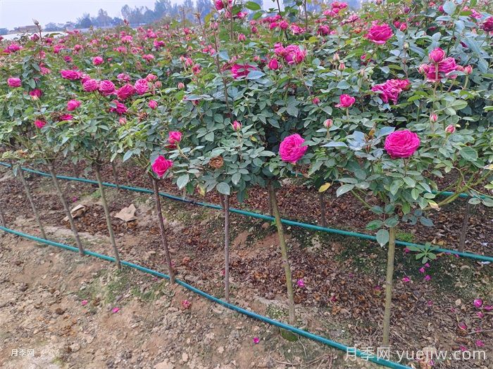 汇总558种常见园林植物，赶快收藏(图2)
