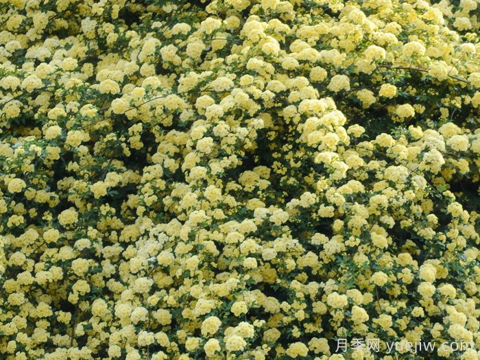 黄木香蔷薇(图3)