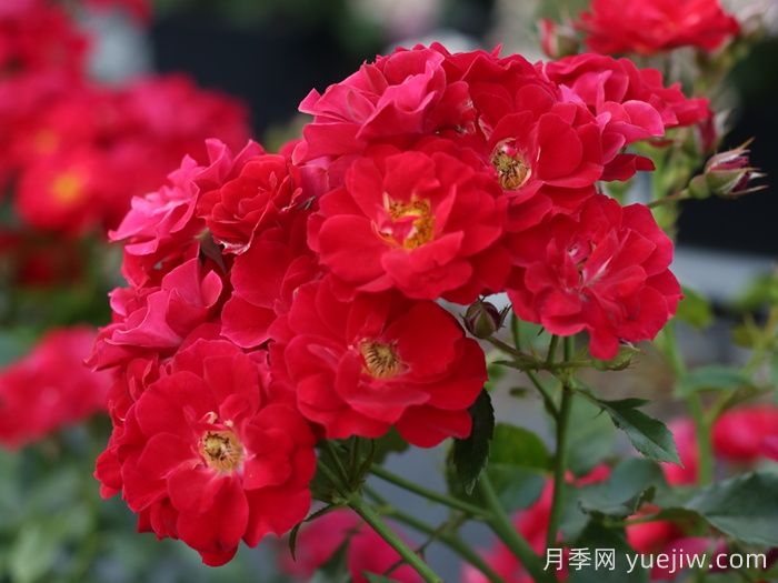 南湖薪火月季(图2)