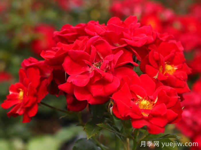 南湖薪火月季(图3)