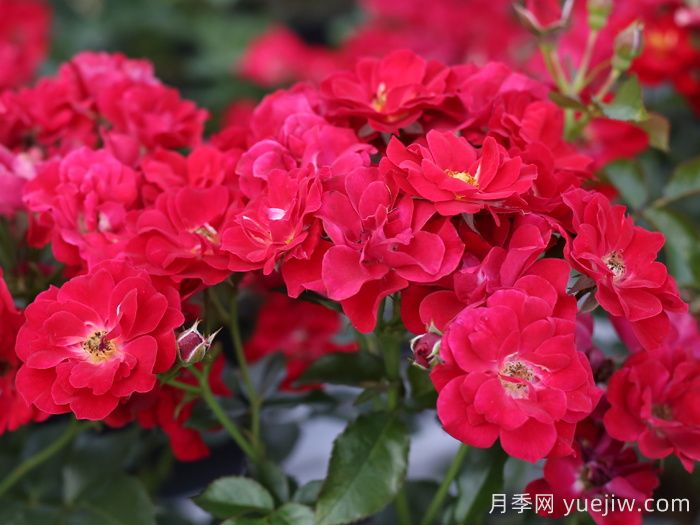 南湖薪火月季(图1)