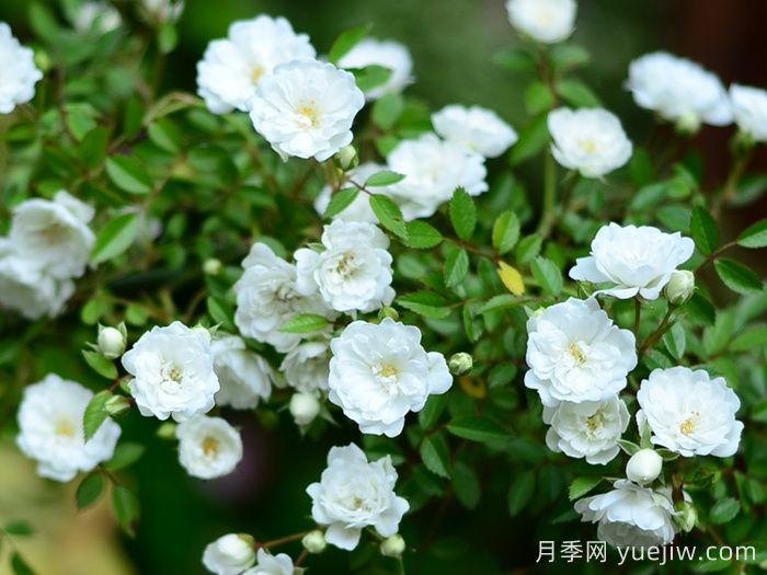 雪光月季(图2)
