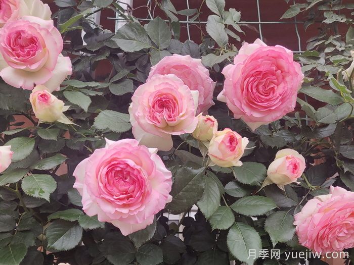 粉龙月季/粉色龙沙宝石月季(图6)