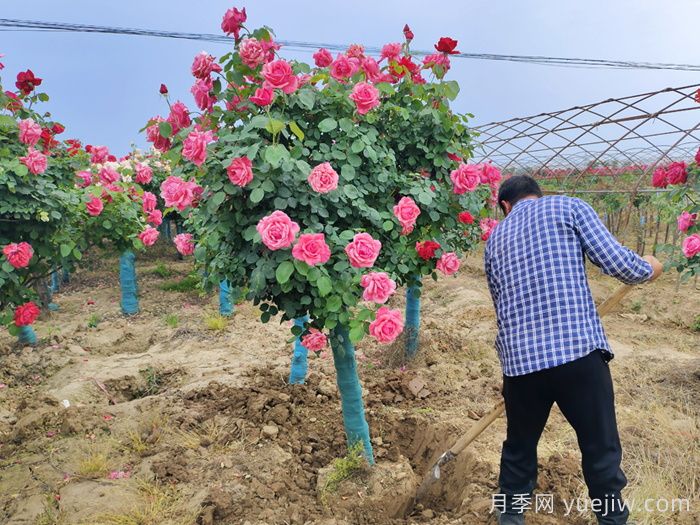 大花月季推荐，粉扇月季(图2)