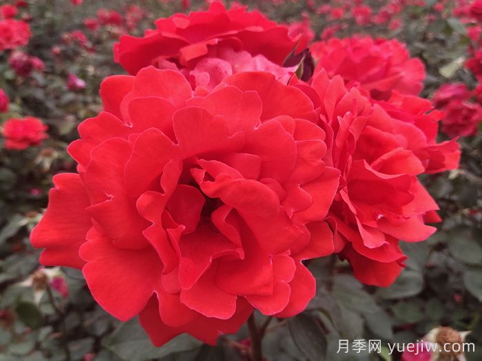 粉扇月季和绯扇月季的区别？(图2)