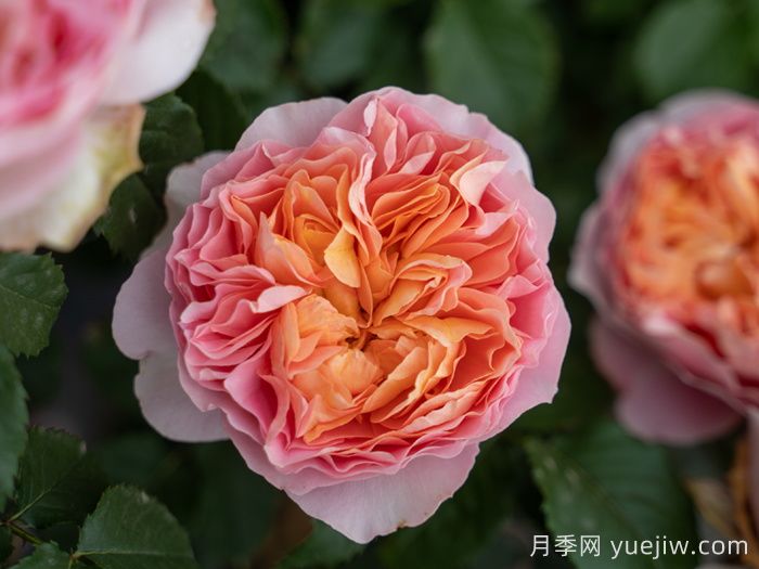 锦嫣月季(图4)