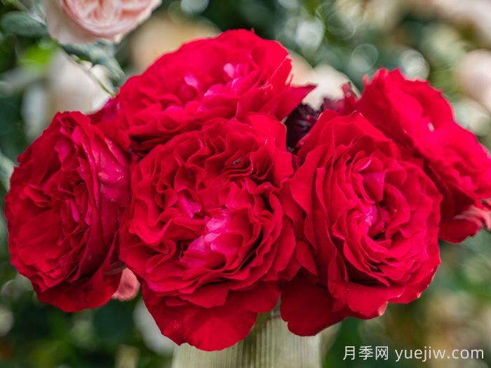 飞火月季(图1)