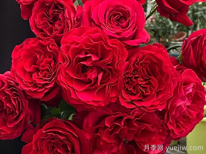 飞火月季(图3)