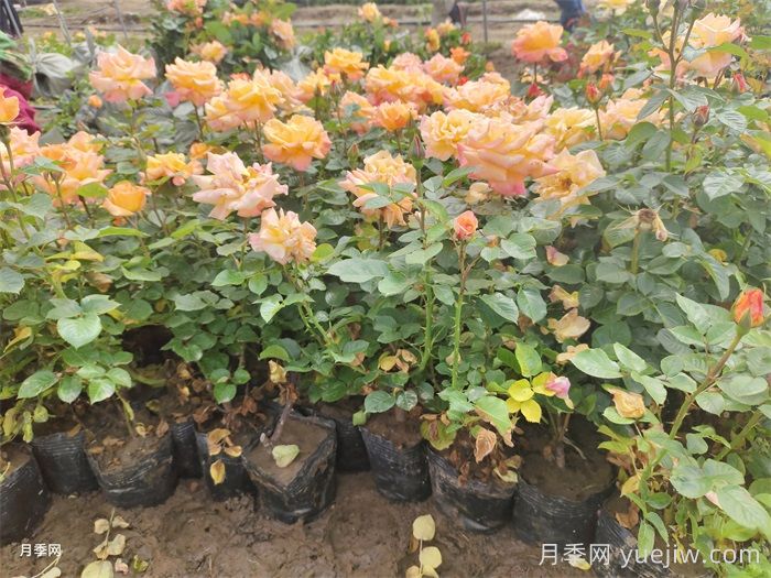 营养杯月季苗/月季杯苗(图4)