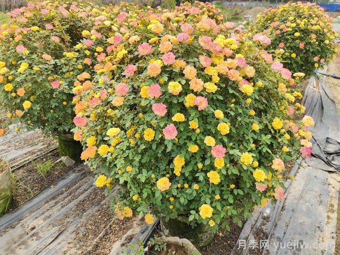 月季花球(图2)