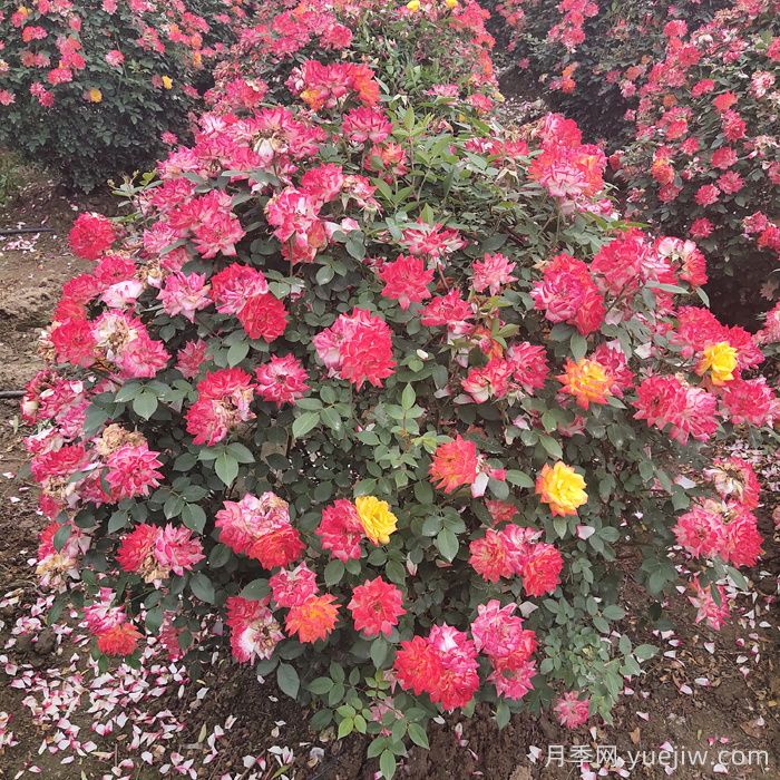 月季花球(图7)