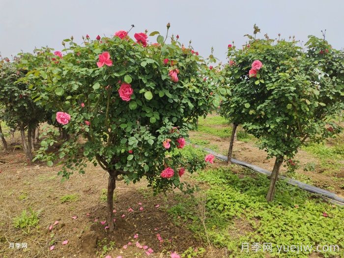 低桩月季/低杆月季(图1)